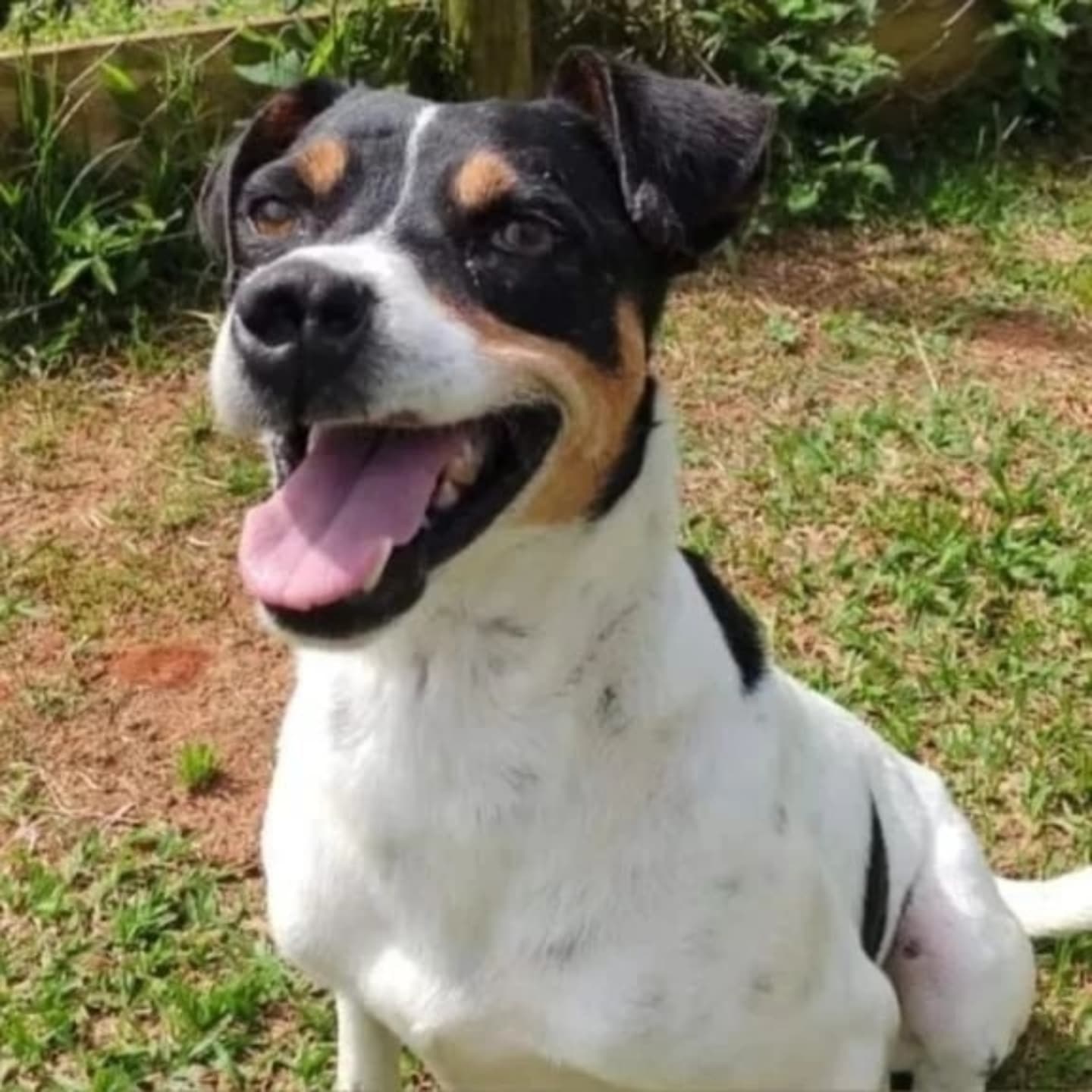 Foto do Ronaldo